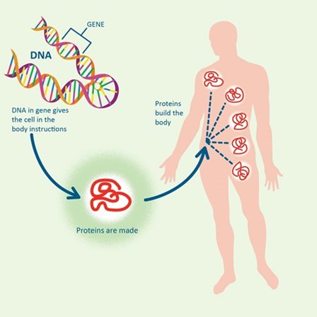 DNA instructs the cells