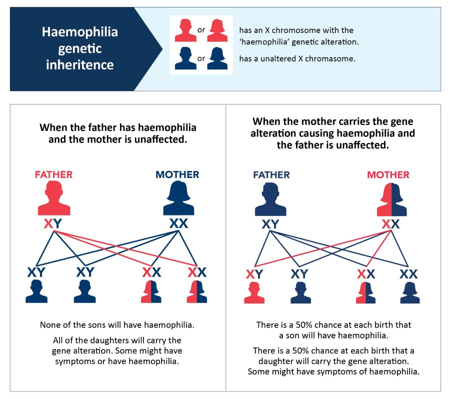 haemophilia genetic inheritance diagram