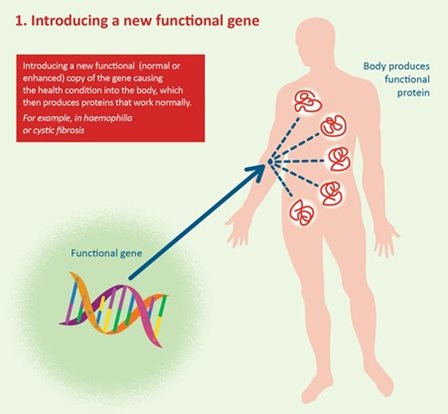 Introducing a new functional gene